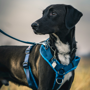 Read more about the article HARNESESS