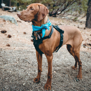 Read more about the article COLLARS